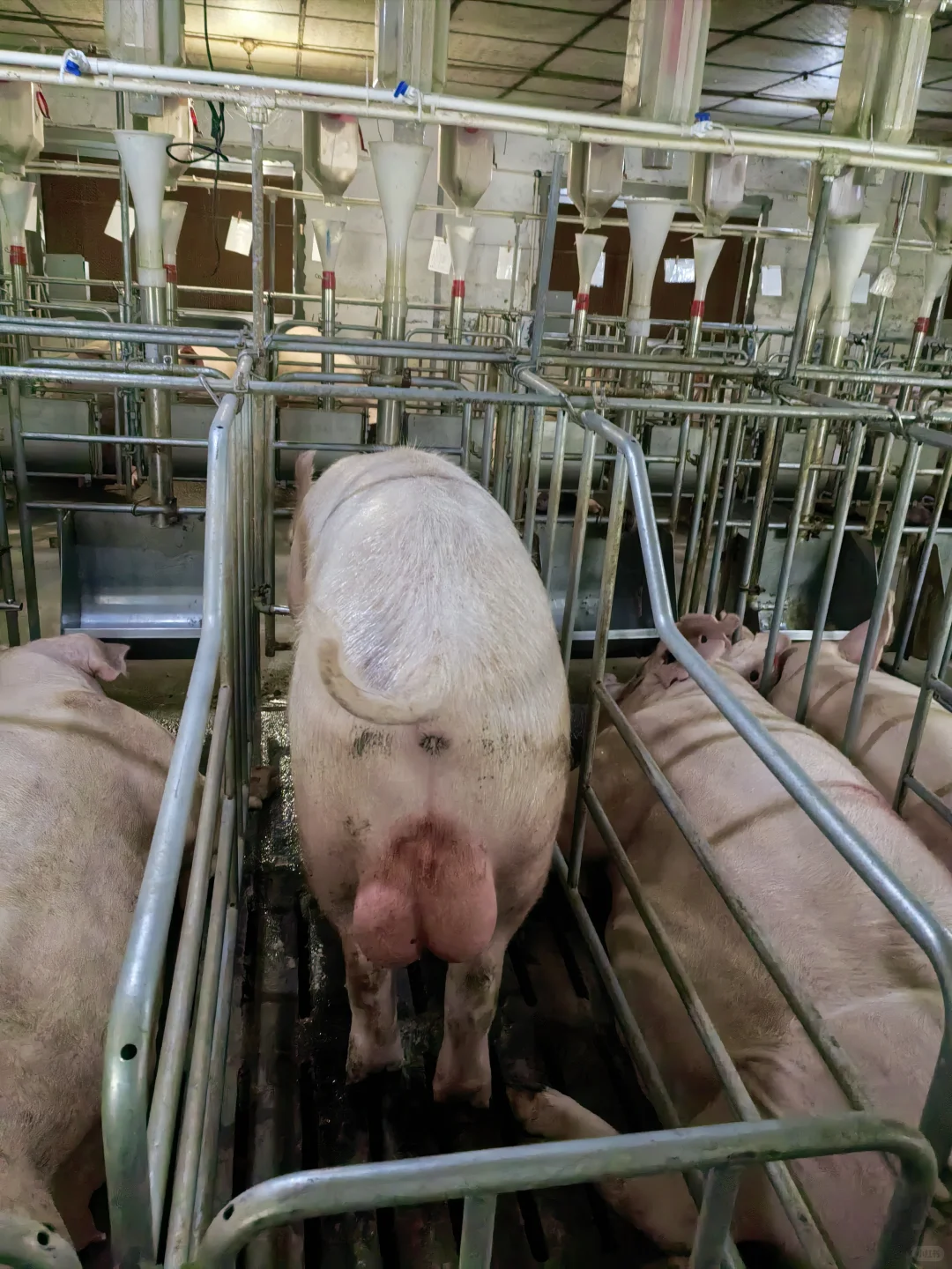 05 女大勇闯猪场