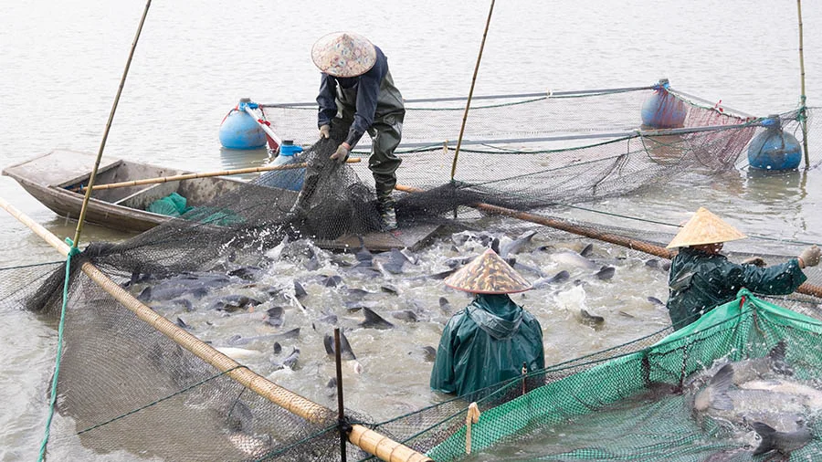 第三日探索：探秘善琏鱼塘 奏响渔牧新章