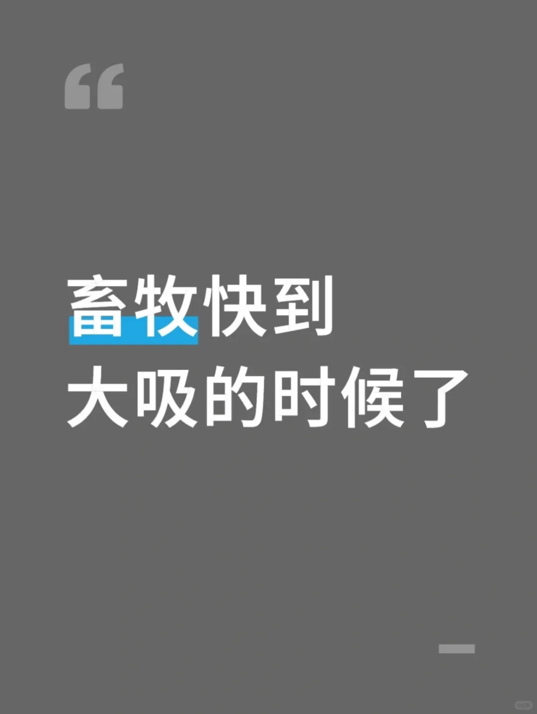 今天你养猪了吗