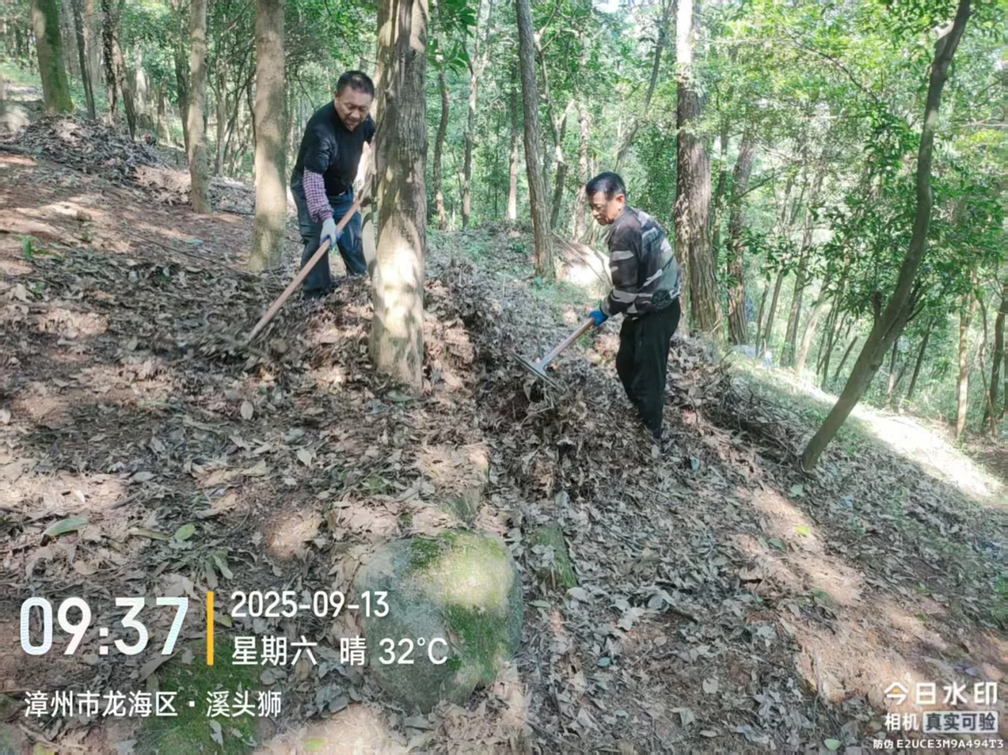 防火林带抚育维修