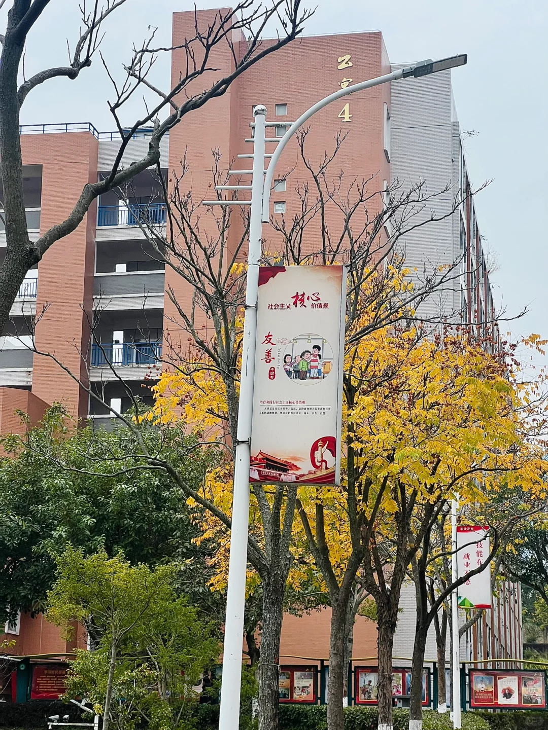 林职院好看的一些树