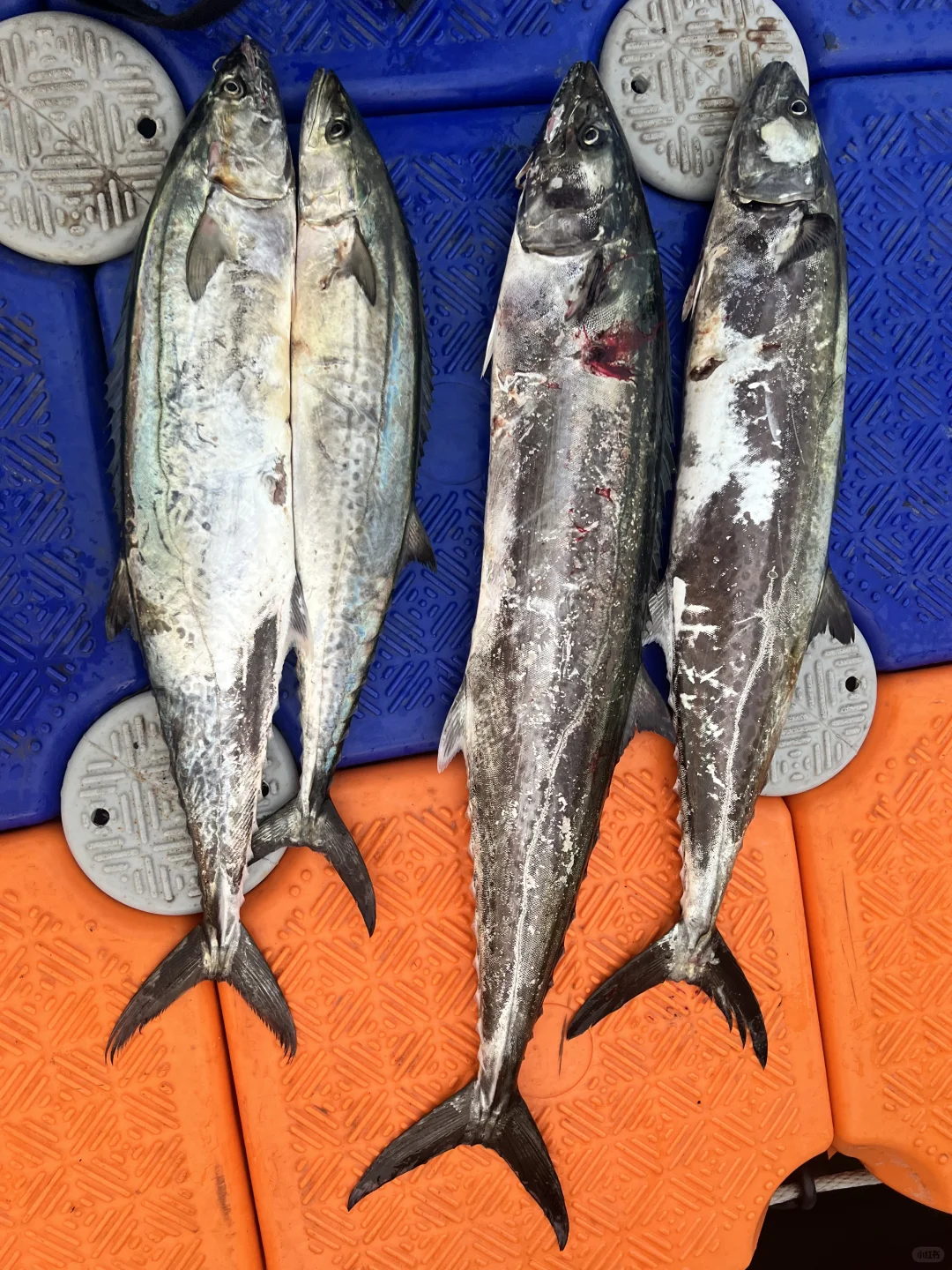 🐟海钓黄金月进入倒计时！