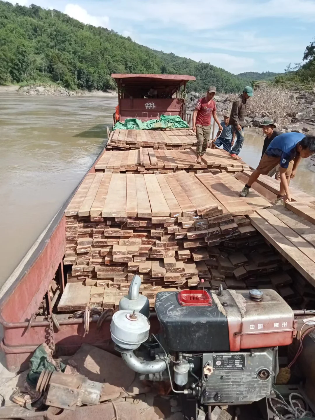 野生天然林缅甸柚木黑线料砍伐运输过程