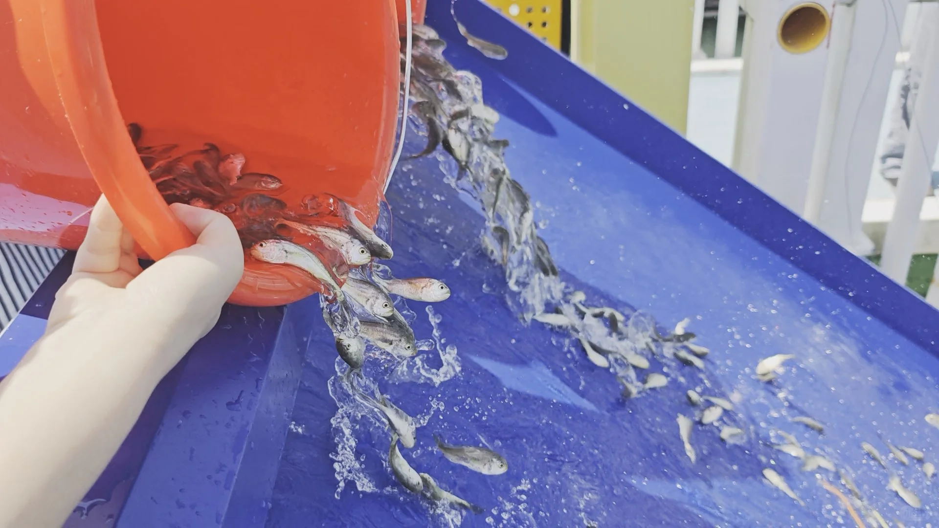 全国“放鱼日”同步增殖放流活动