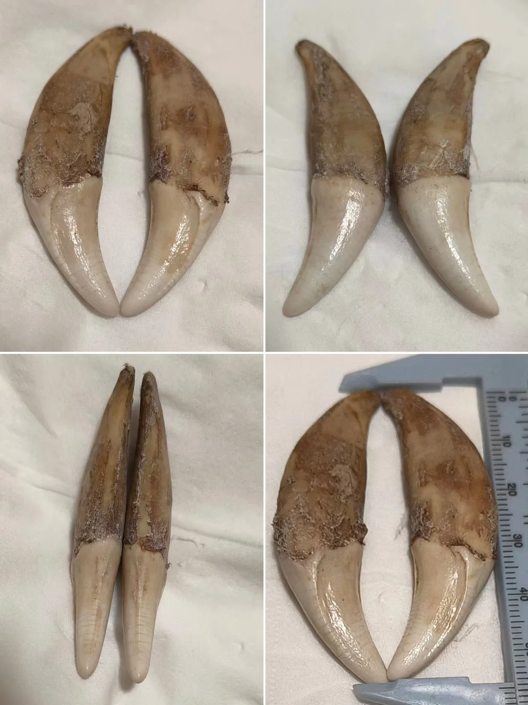 5.6厘米狼牙上獠牙