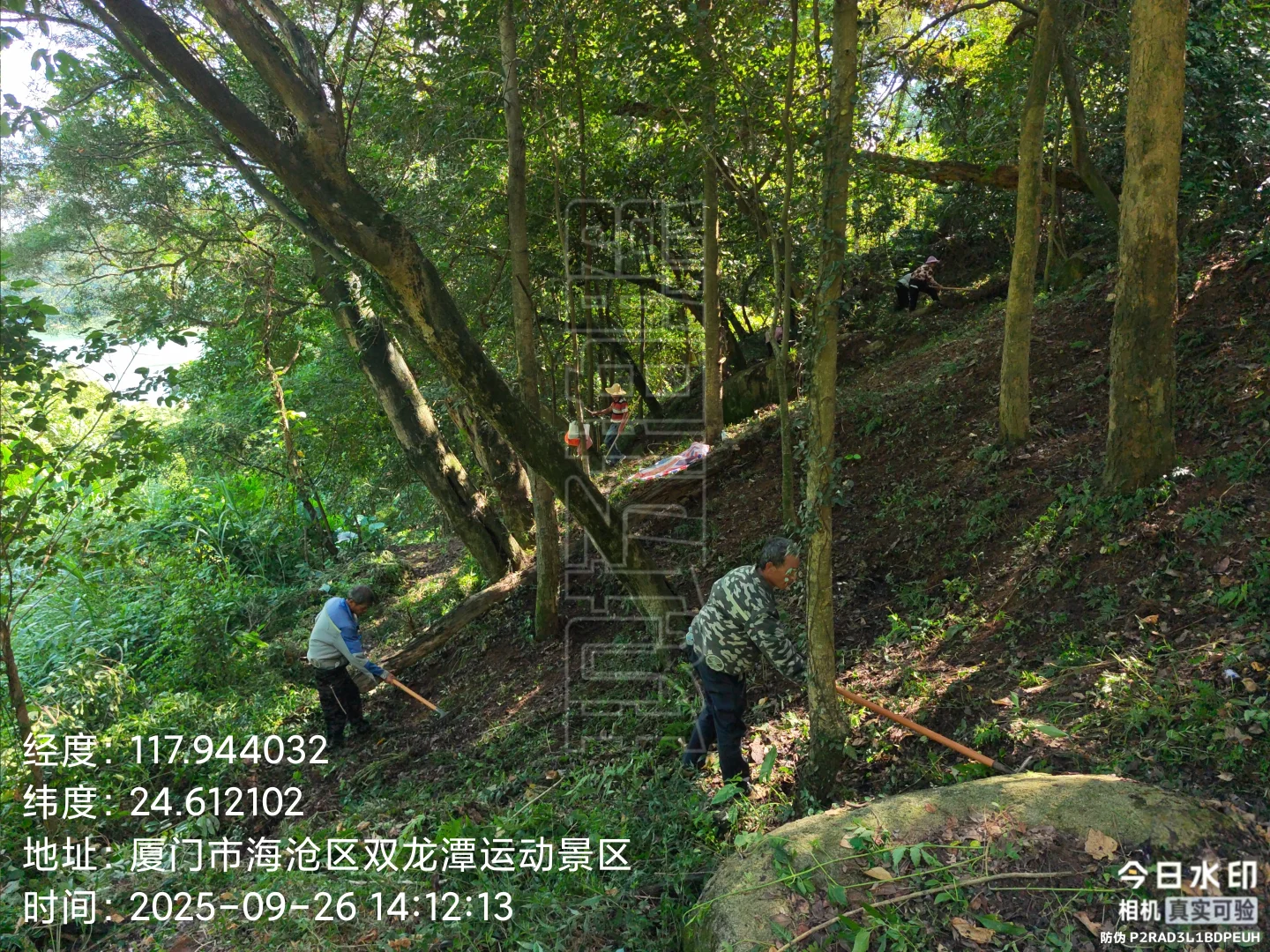 防火林带抚育维修