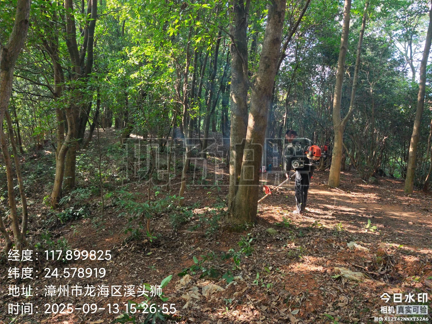 防火林带抚育维修