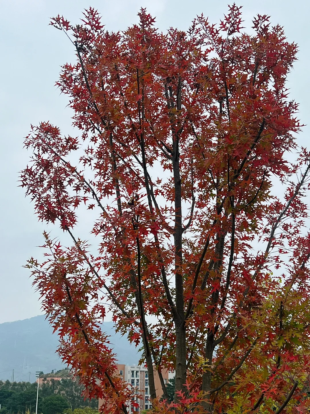 林职院好看的一些树