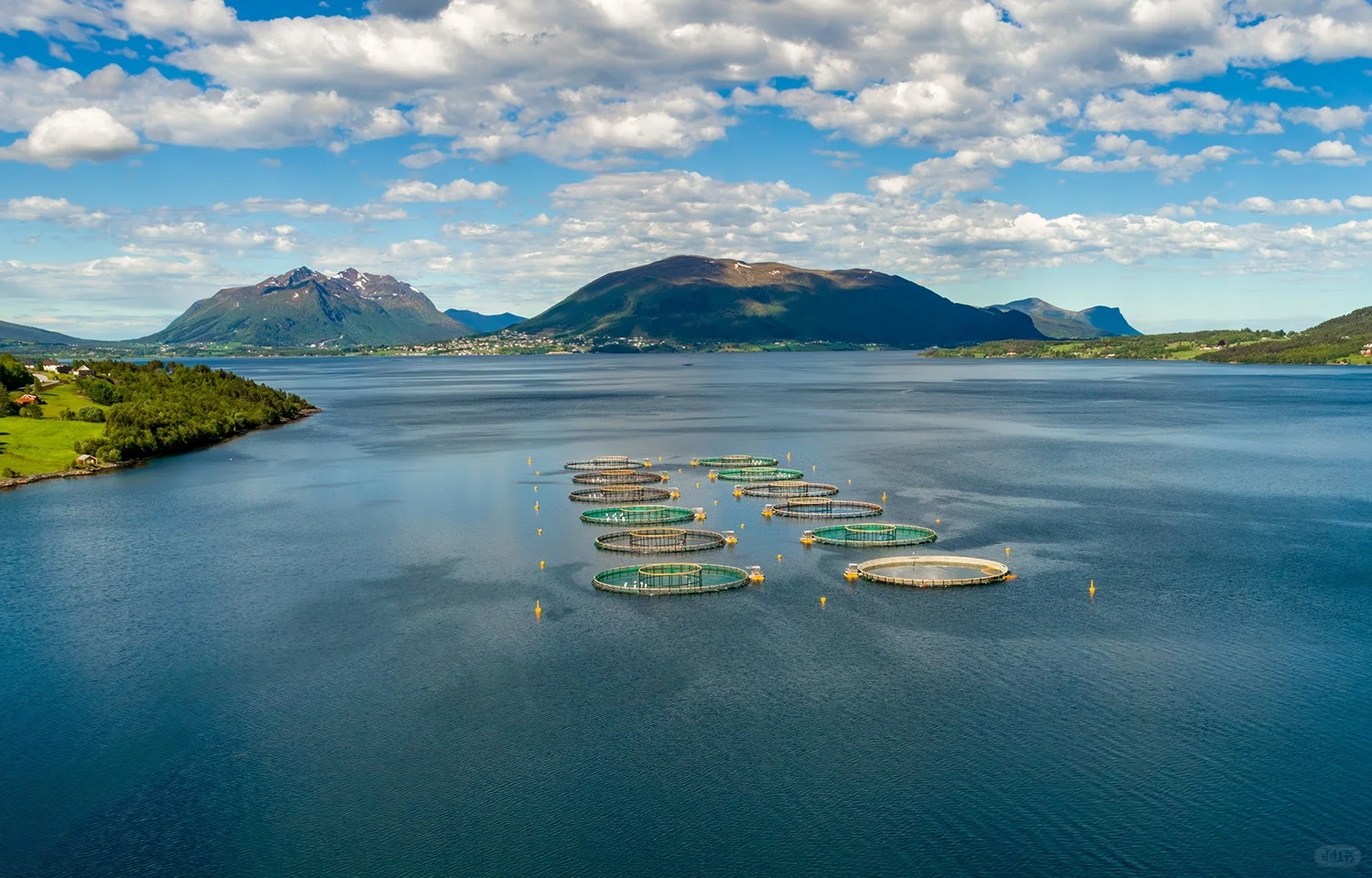 三文鱼养殖成本、利润和税收