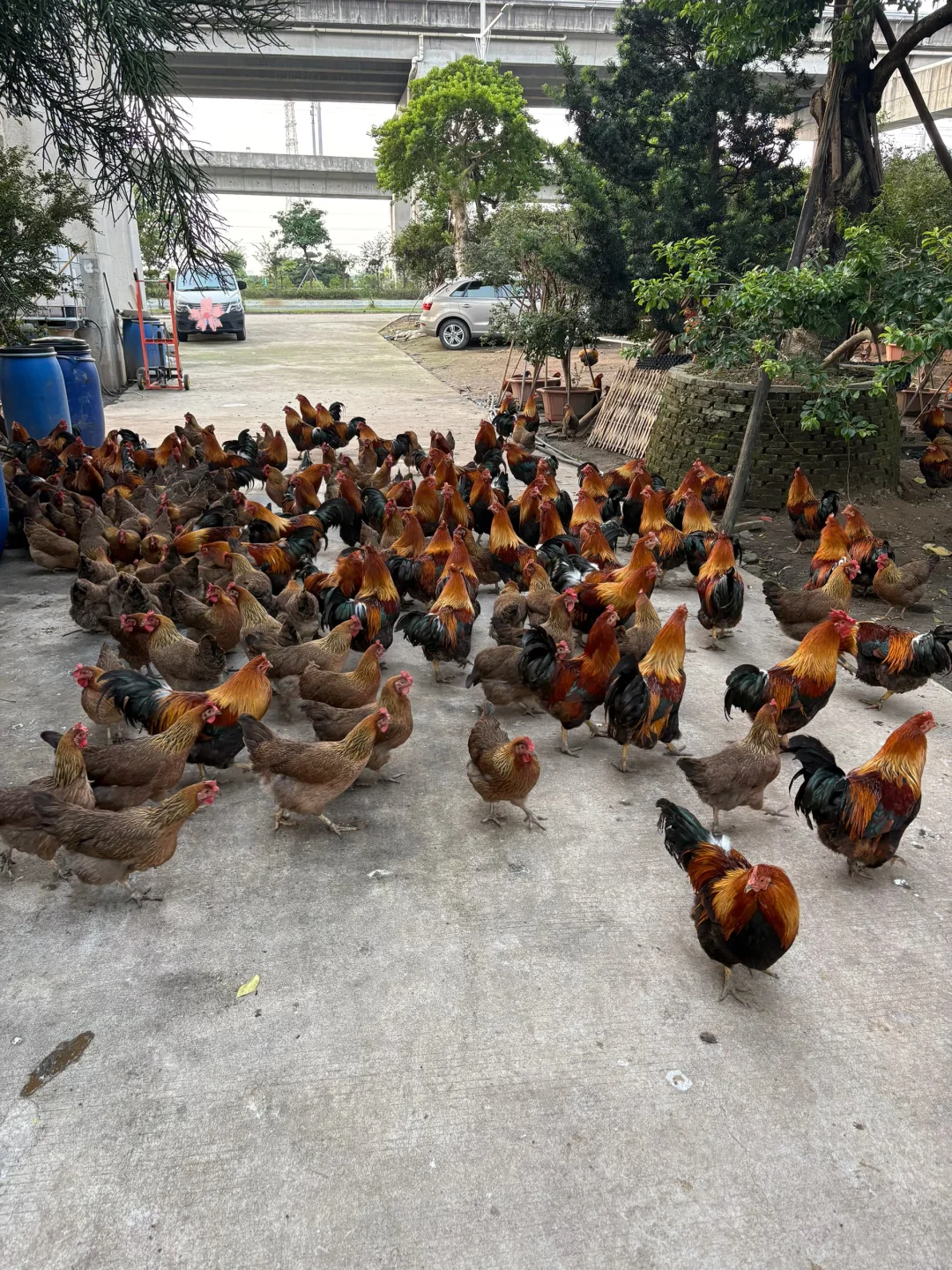 红薯宝宝们，这算不算散养土鸡🤔