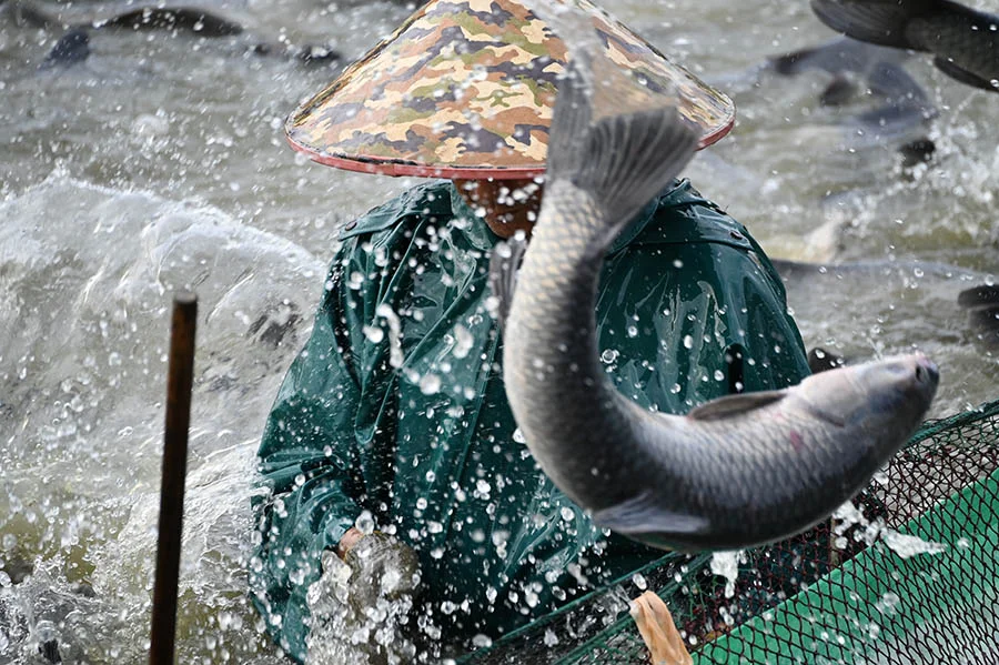 第三日探索：探秘善琏鱼塘 奏响渔牧新章