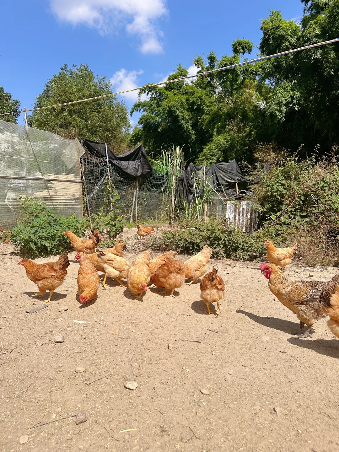 农场自由长大的鸡、鹅、猪，想想都很美味~