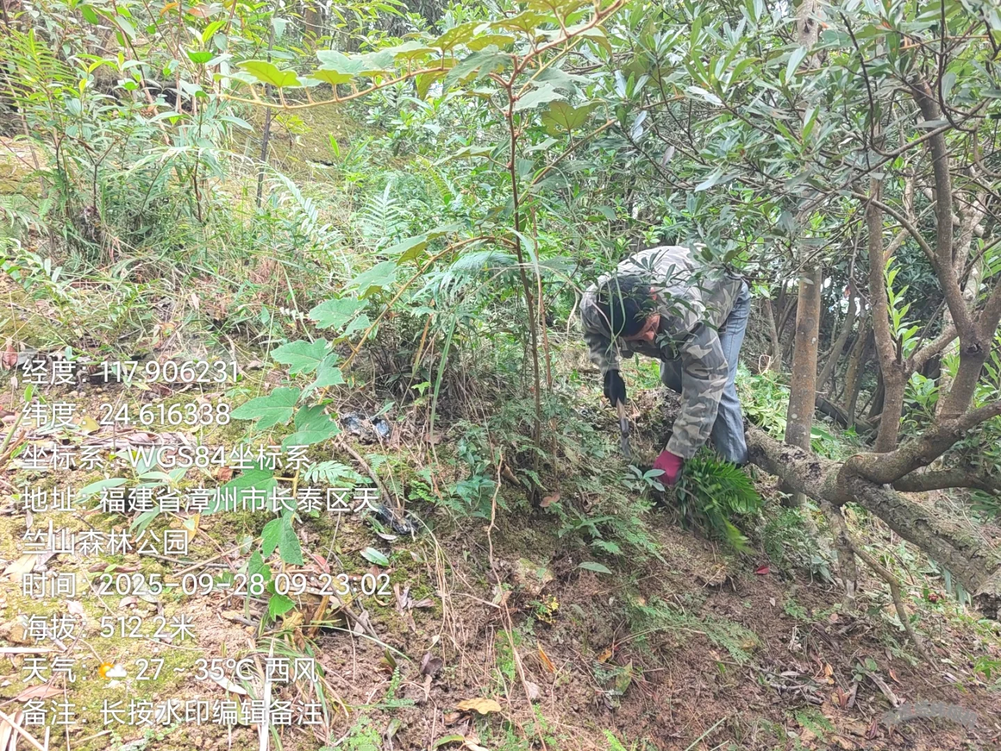 防火林带抚育维修