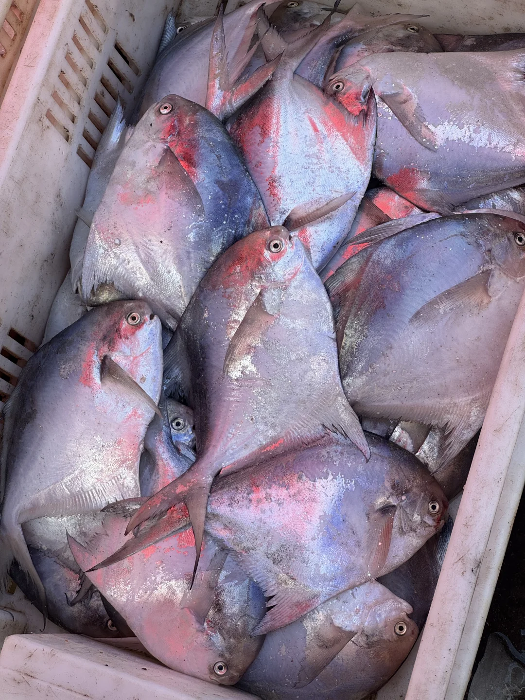 青岛‖积米崖满载而归的渔船，回来啦~