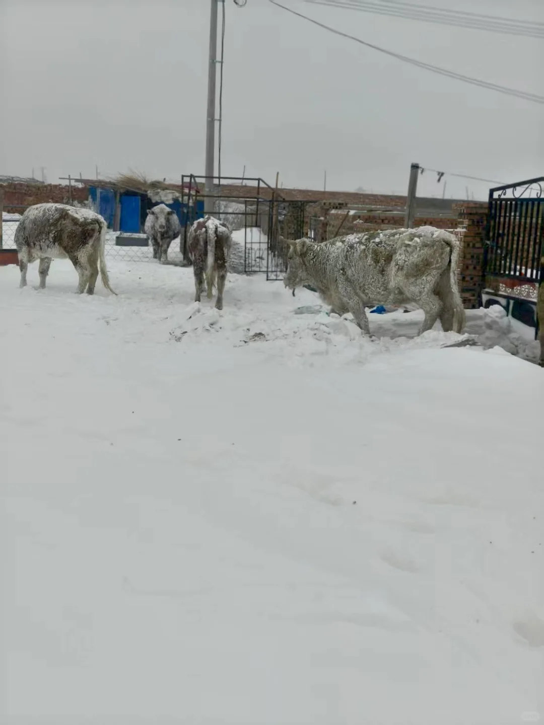 只有牧区老品种牛才这么结实