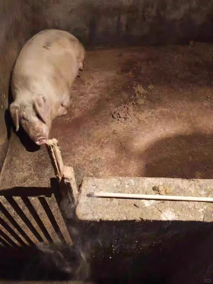 牧原为什么一直在招人…？