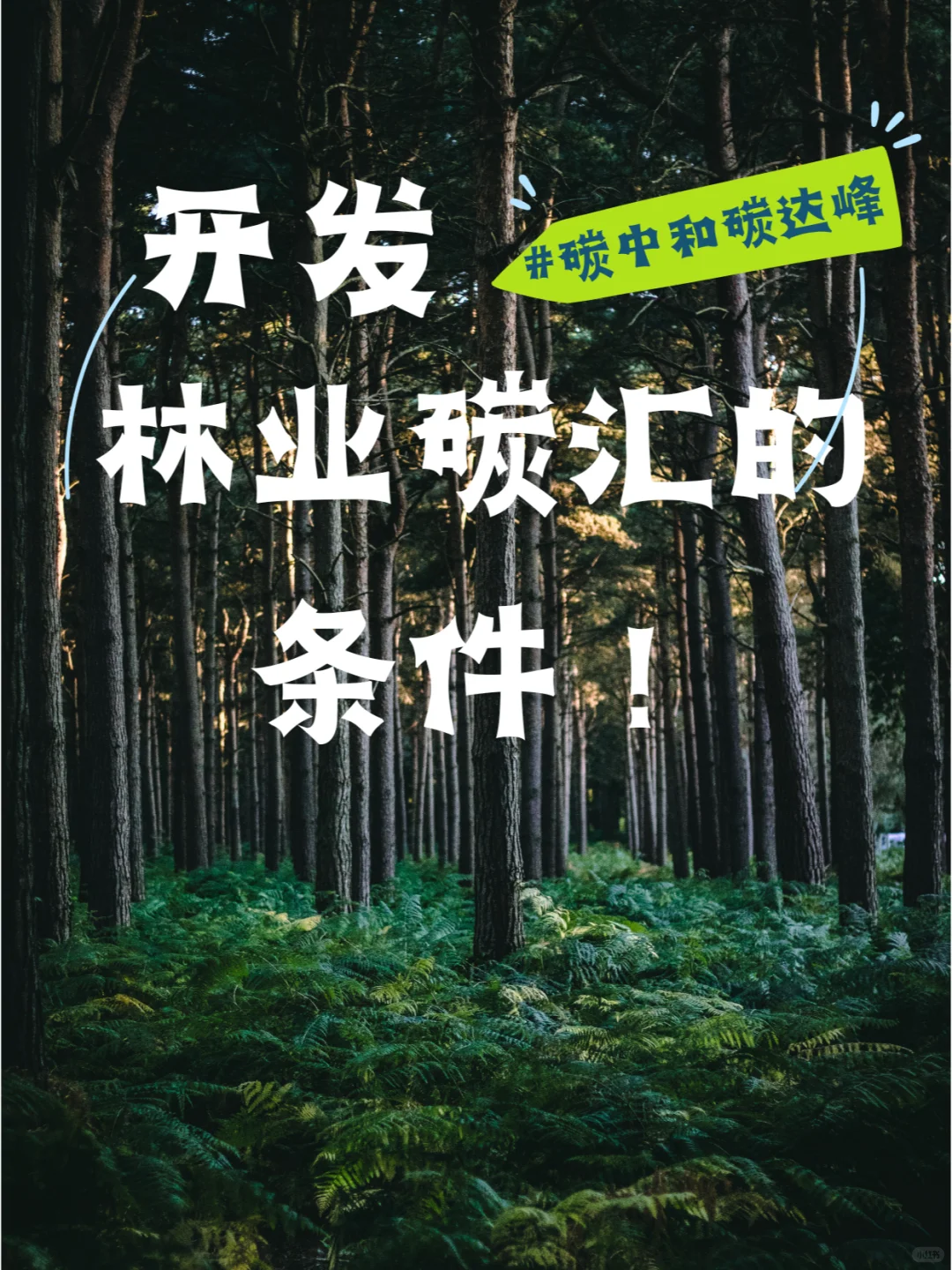 一分钟让你看懂如何开发林业碳汇的条件！