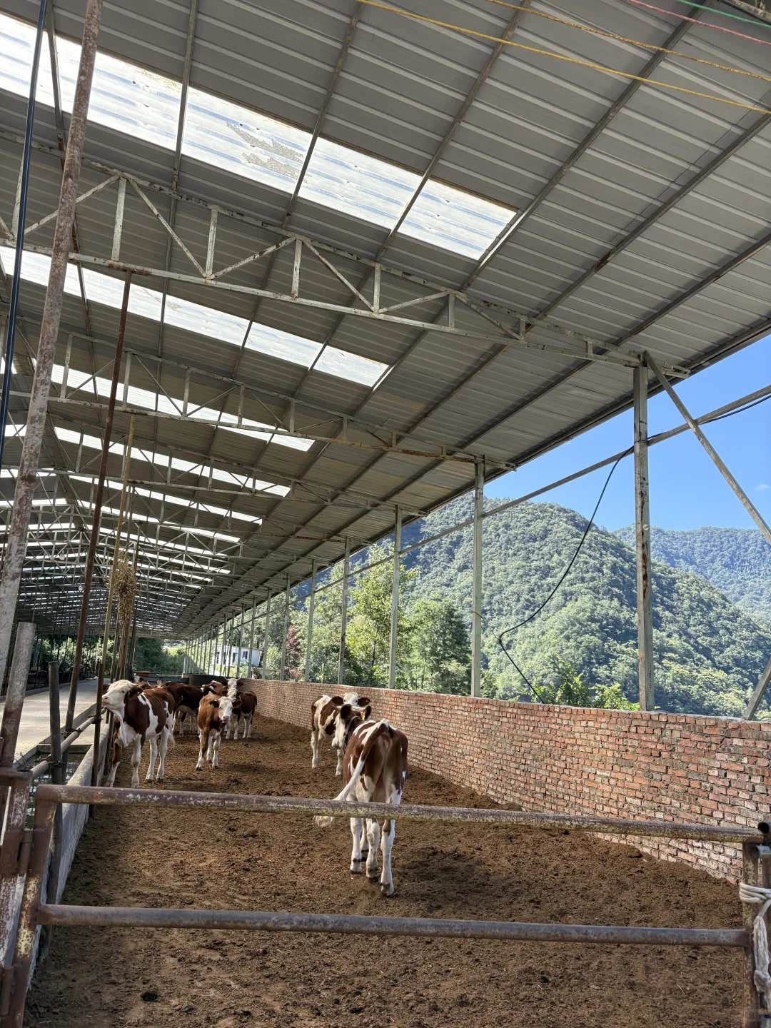 兽医研究生在乡镇工作的第二天