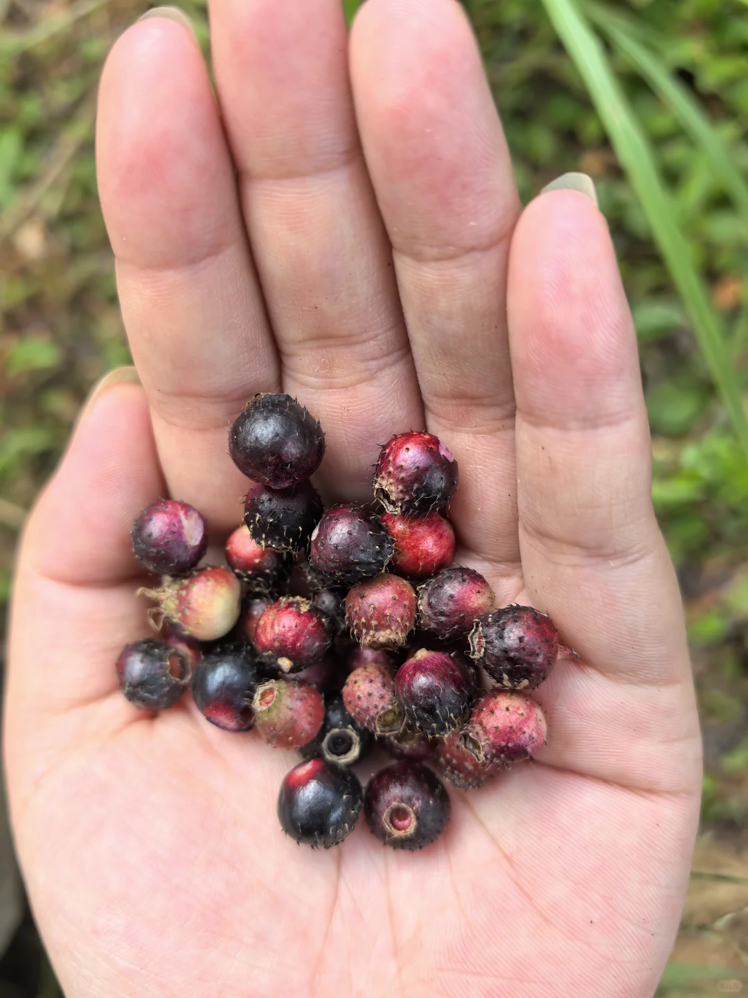林业调查女生！今天是去赶野味的野人！