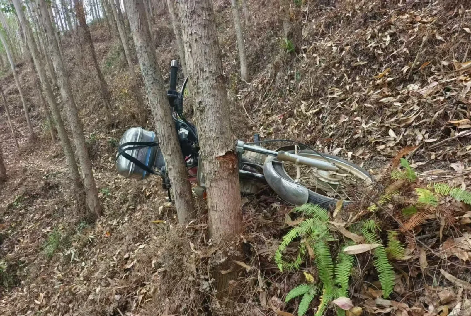 🌲坦白局 | 学林学/进林场？我劝你想清楚