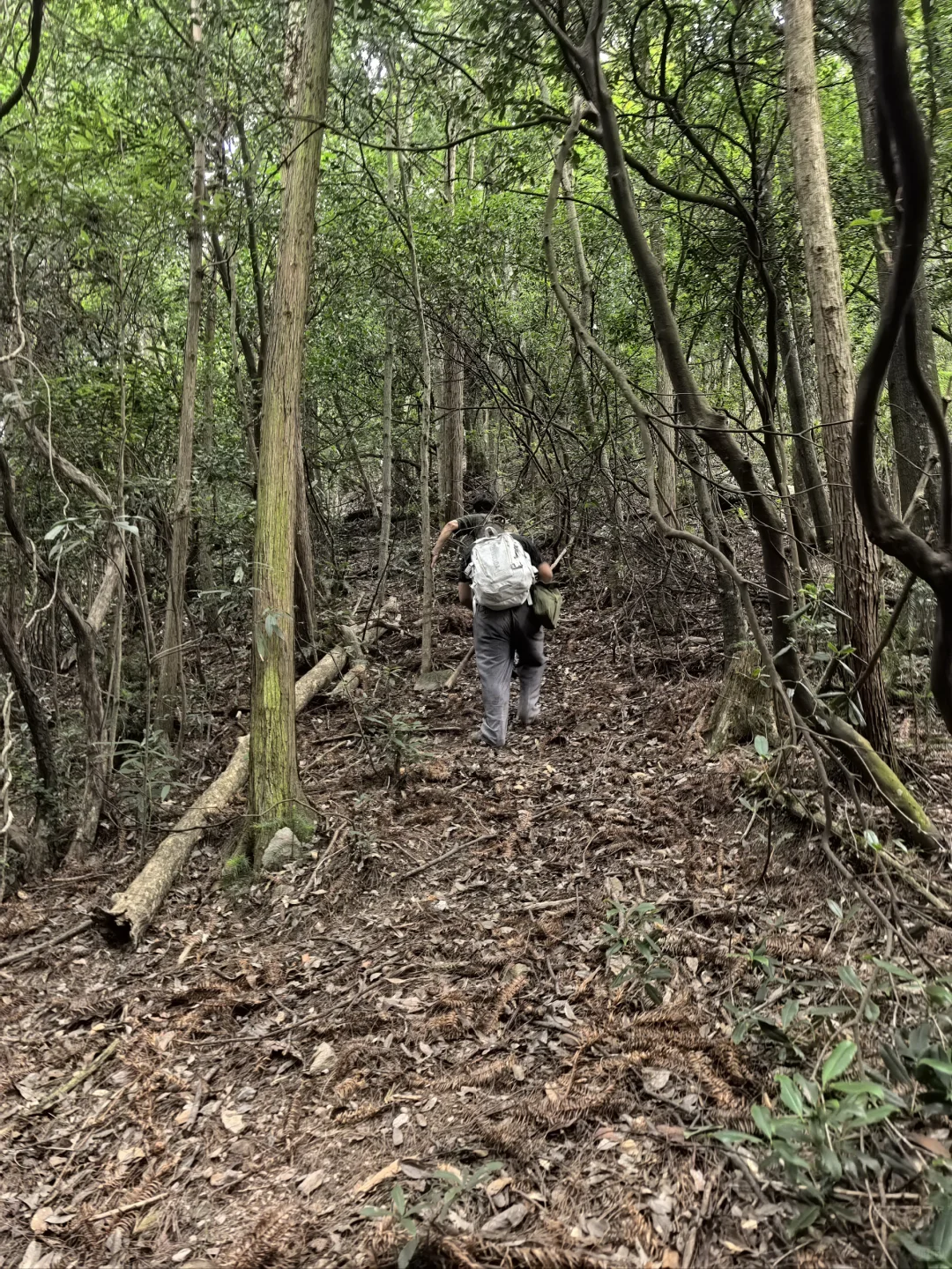 风景园林植物方向转林业调查