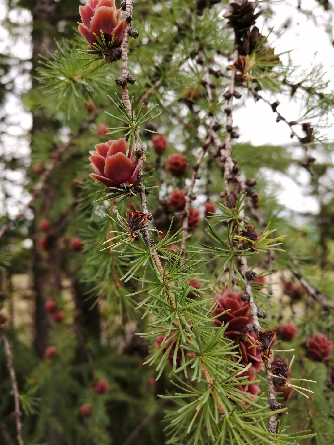 宝藏森林|大兴安岭松林