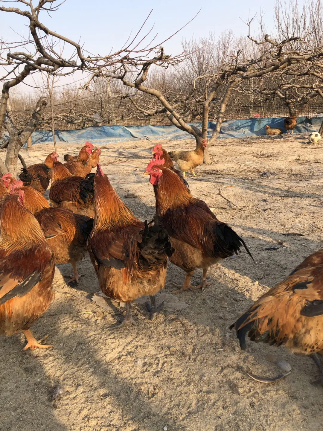 原生态散养土鸡