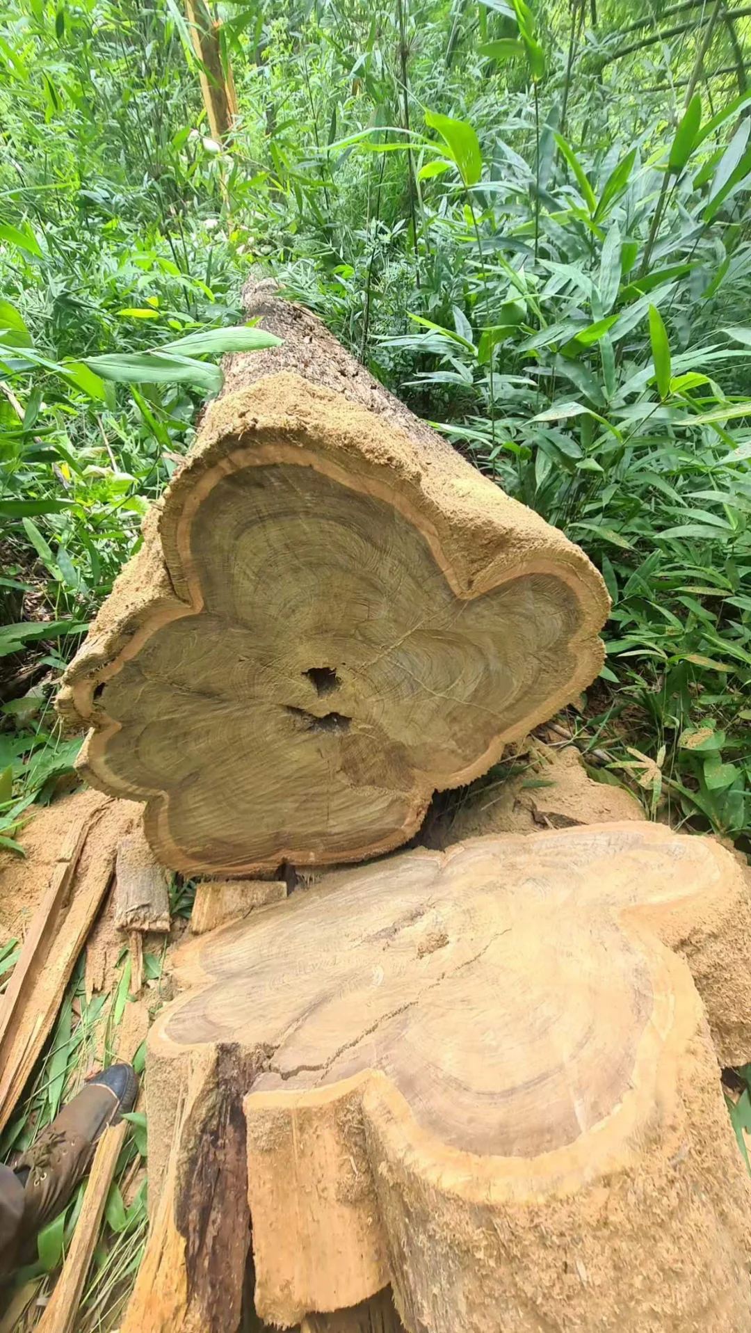 野生天然林缅甸柚木黑线料砍伐运输过程