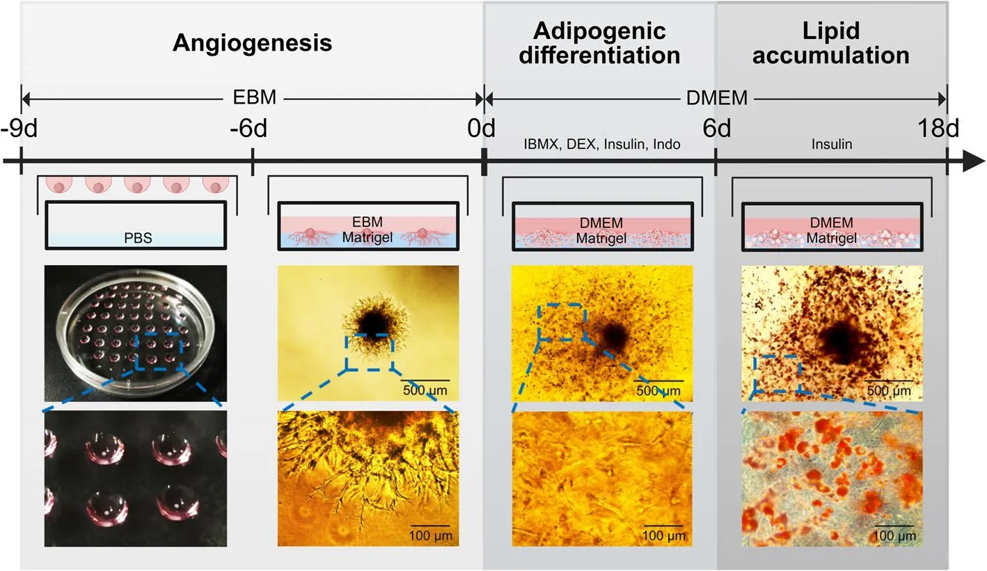 【类器官培养】中国农业大学王波发文