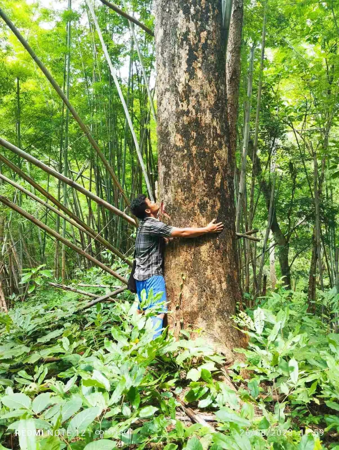 野生天然林缅甸柚木黑线料砍伐运输过程