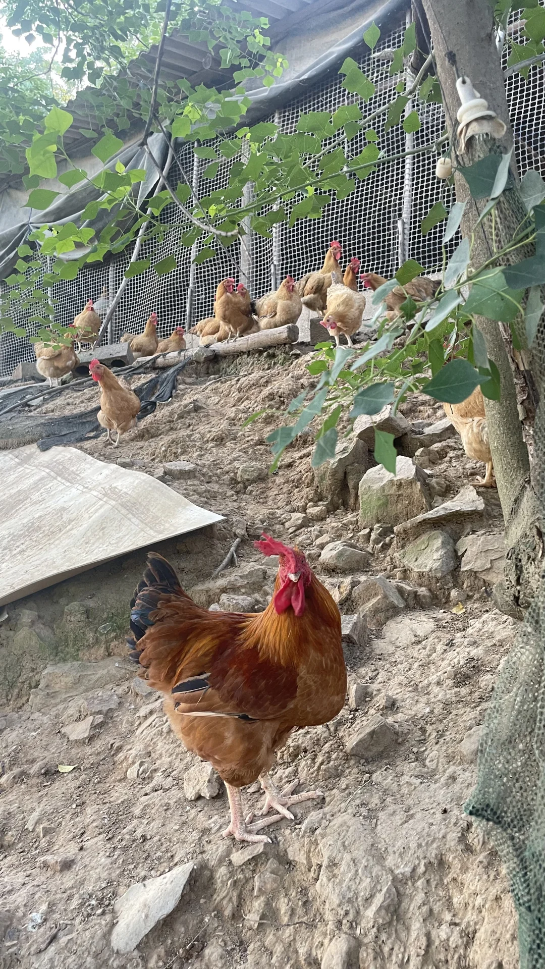 土鸡土鸡咯咯哒