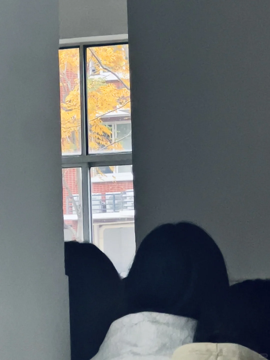 林职院好看的一些树