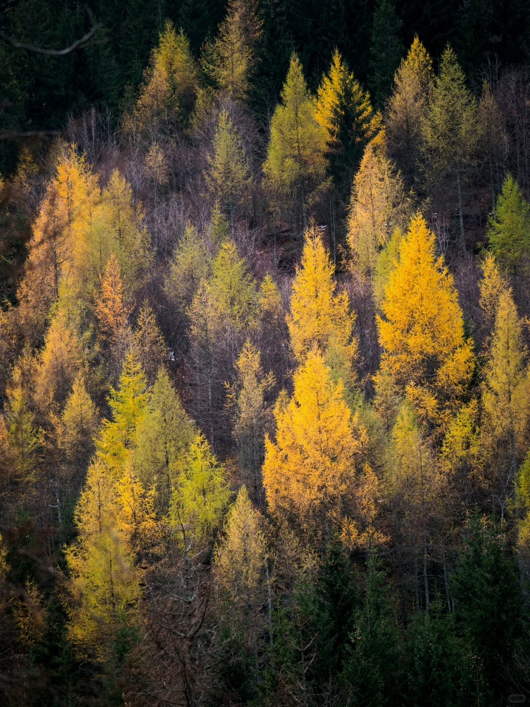 宝藏森林|大兴安岭松林