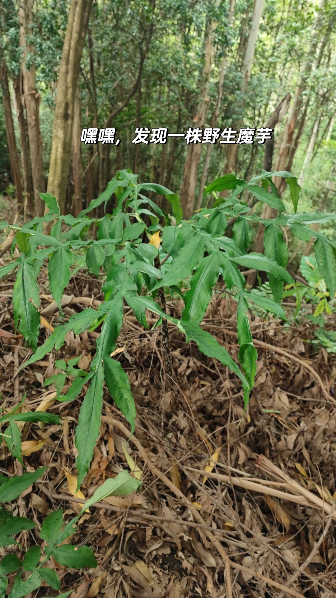 林业工作者乱七八糟的日常