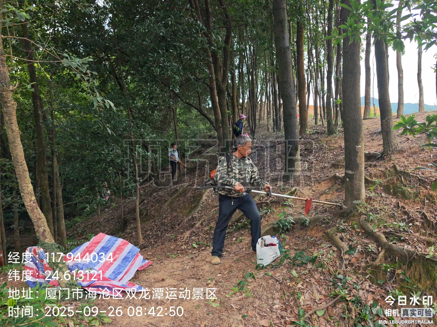 防火林带抚育维修