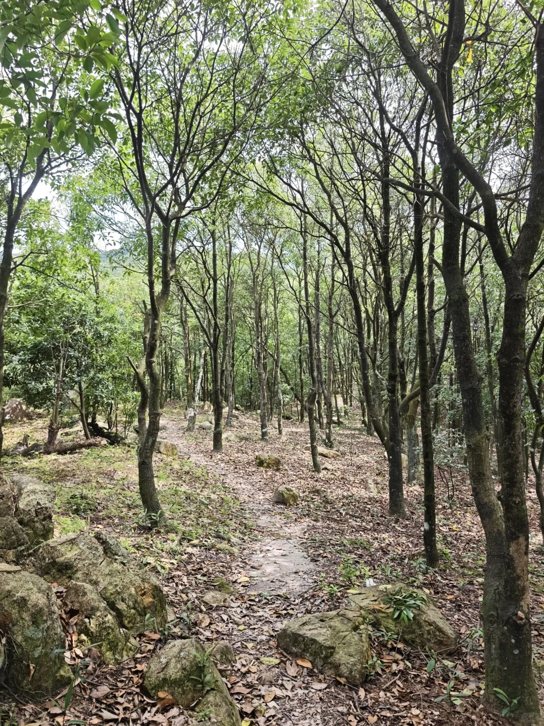 防火林带抚育维修