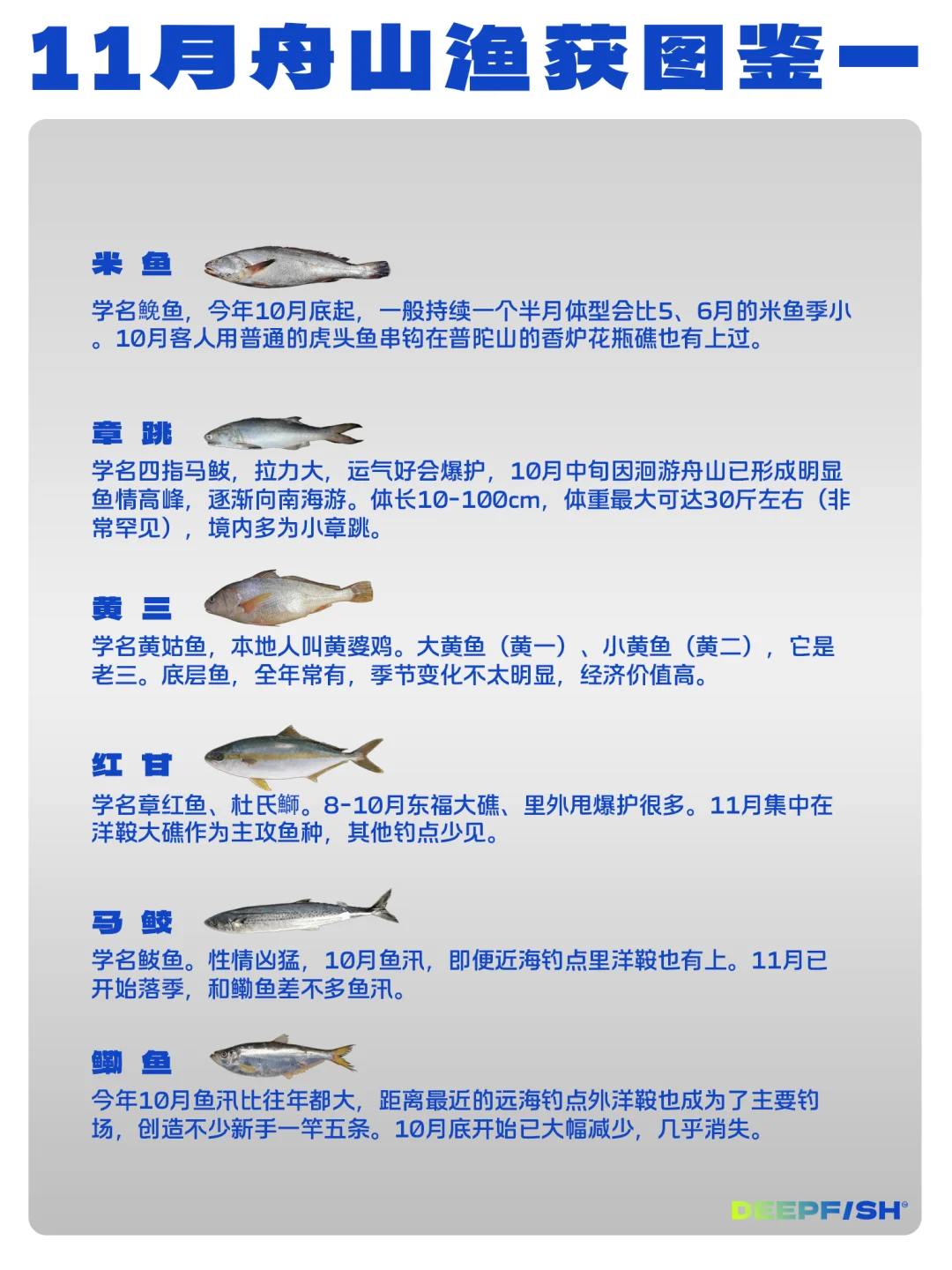 11月舟山海钓鱼情分享👀/Deepfish