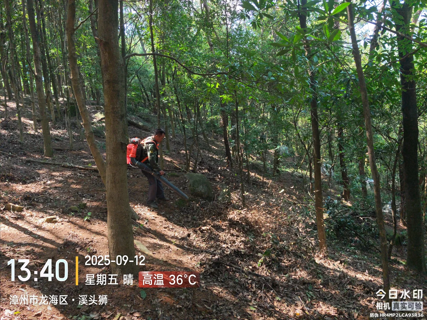 防火林带抚育维修