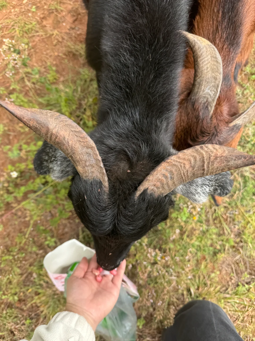 乡镇林业站工作日常｜在现实版的云边镇过秋