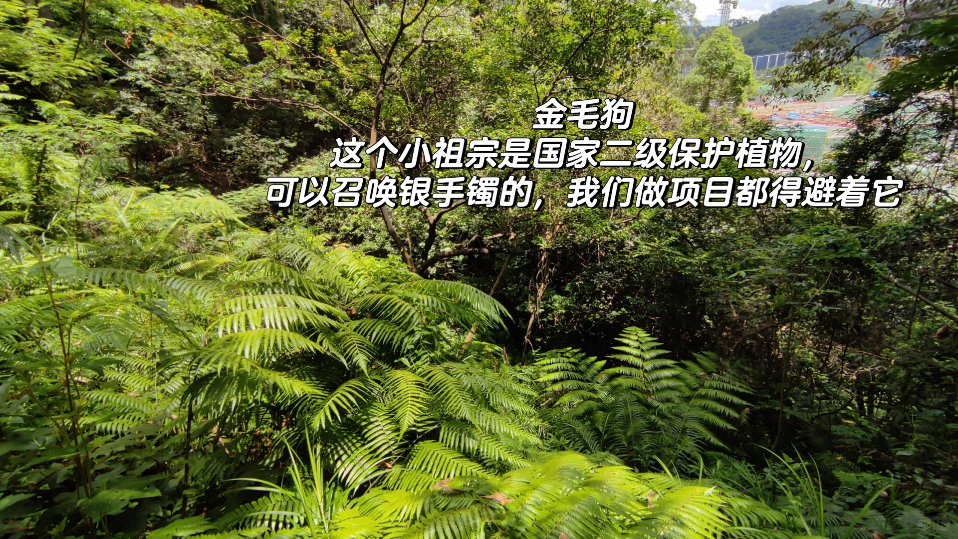 林业工作者乱七八糟的日常