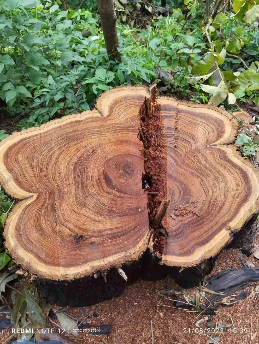 野生天然林缅甸柚木黑线料砍伐运输过程