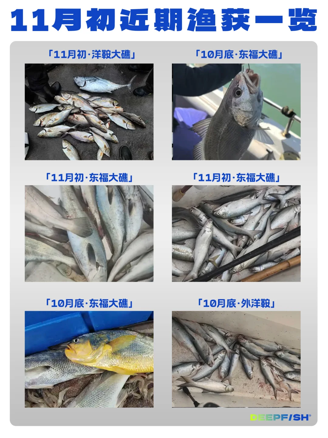 11月舟山海钓鱼情分享👀/Deepfish
