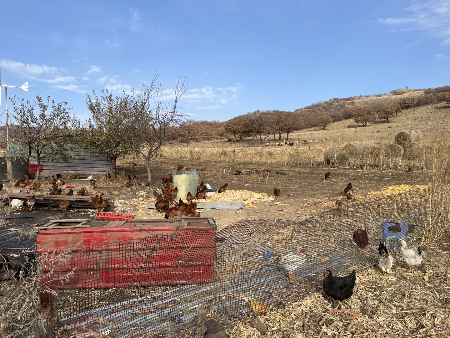 家养溜达鸡200只