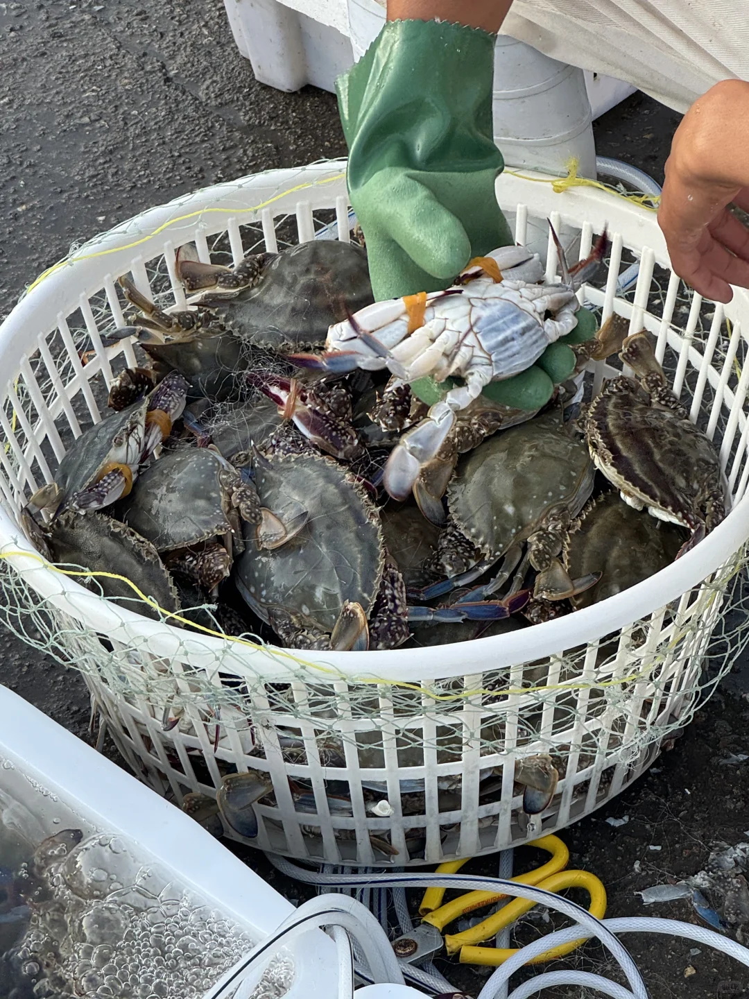 青岛‖积米崖满载而归的渔船，回来啦~