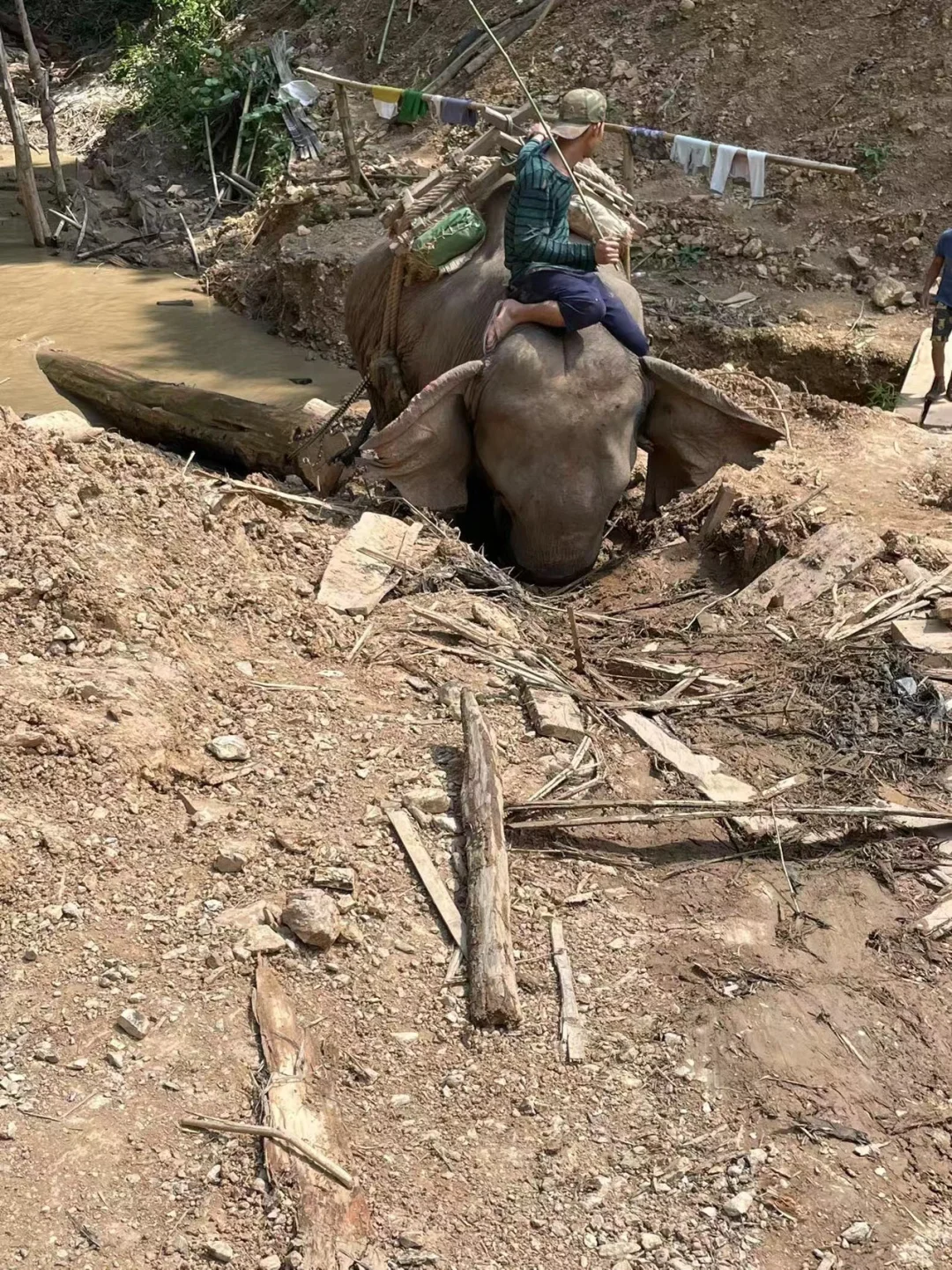 野生天然林缅甸柚木黑线料砍伐运输过程