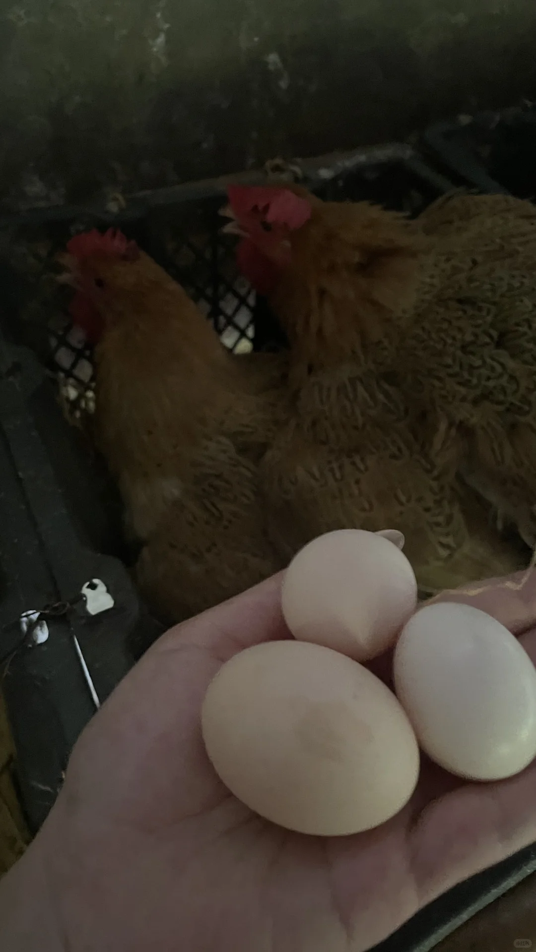 土鸡土鸡咯咯哒