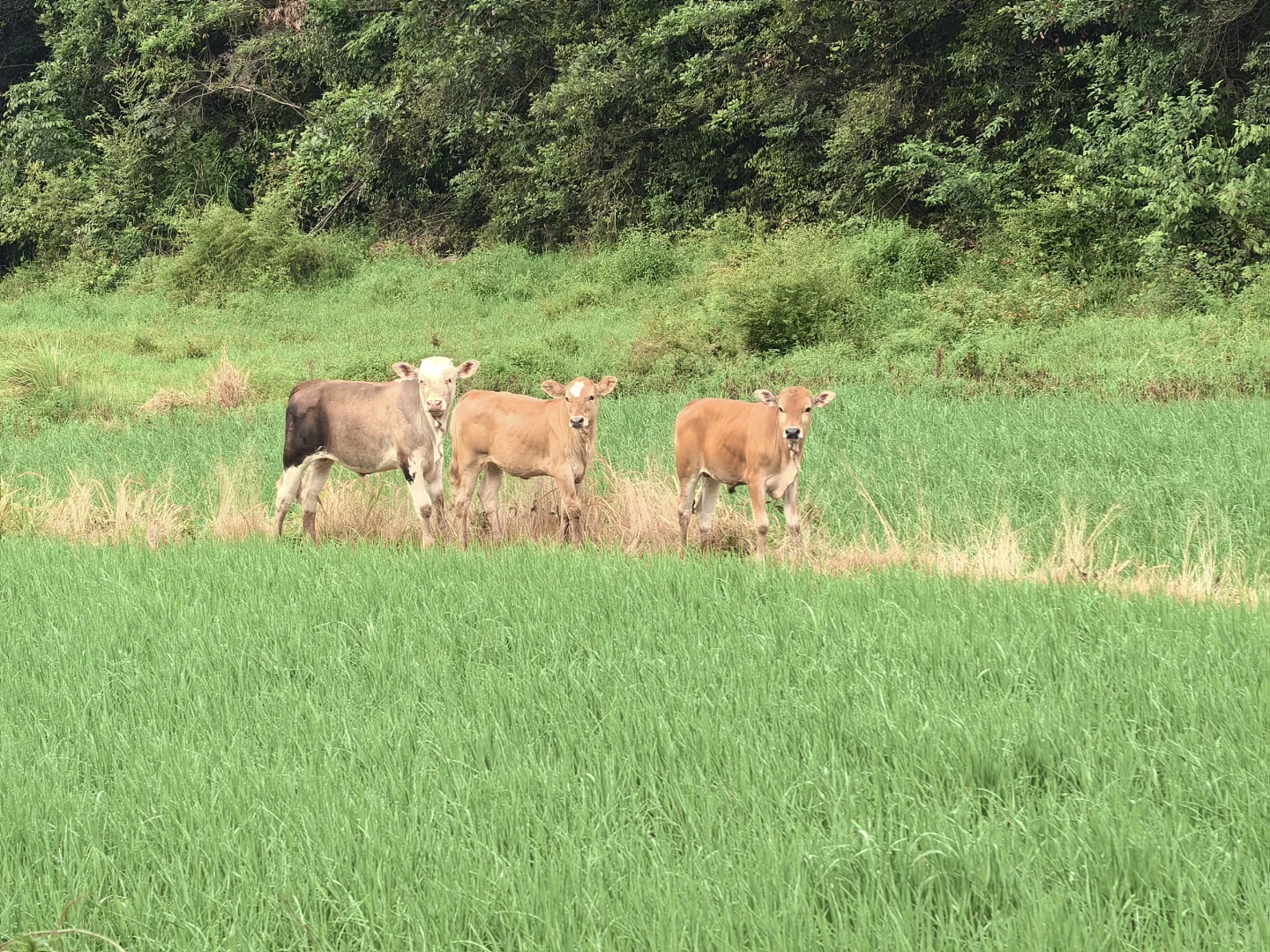 林业调查女生！今天是去赶野味的野人！