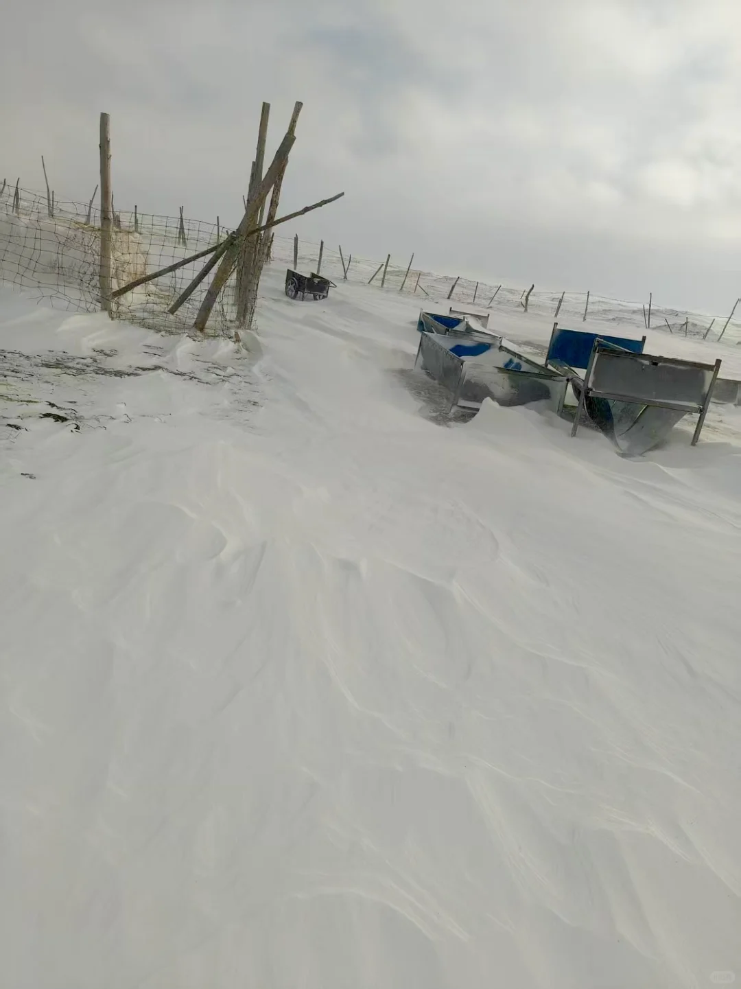 只有牧区老品种牛才这么结实