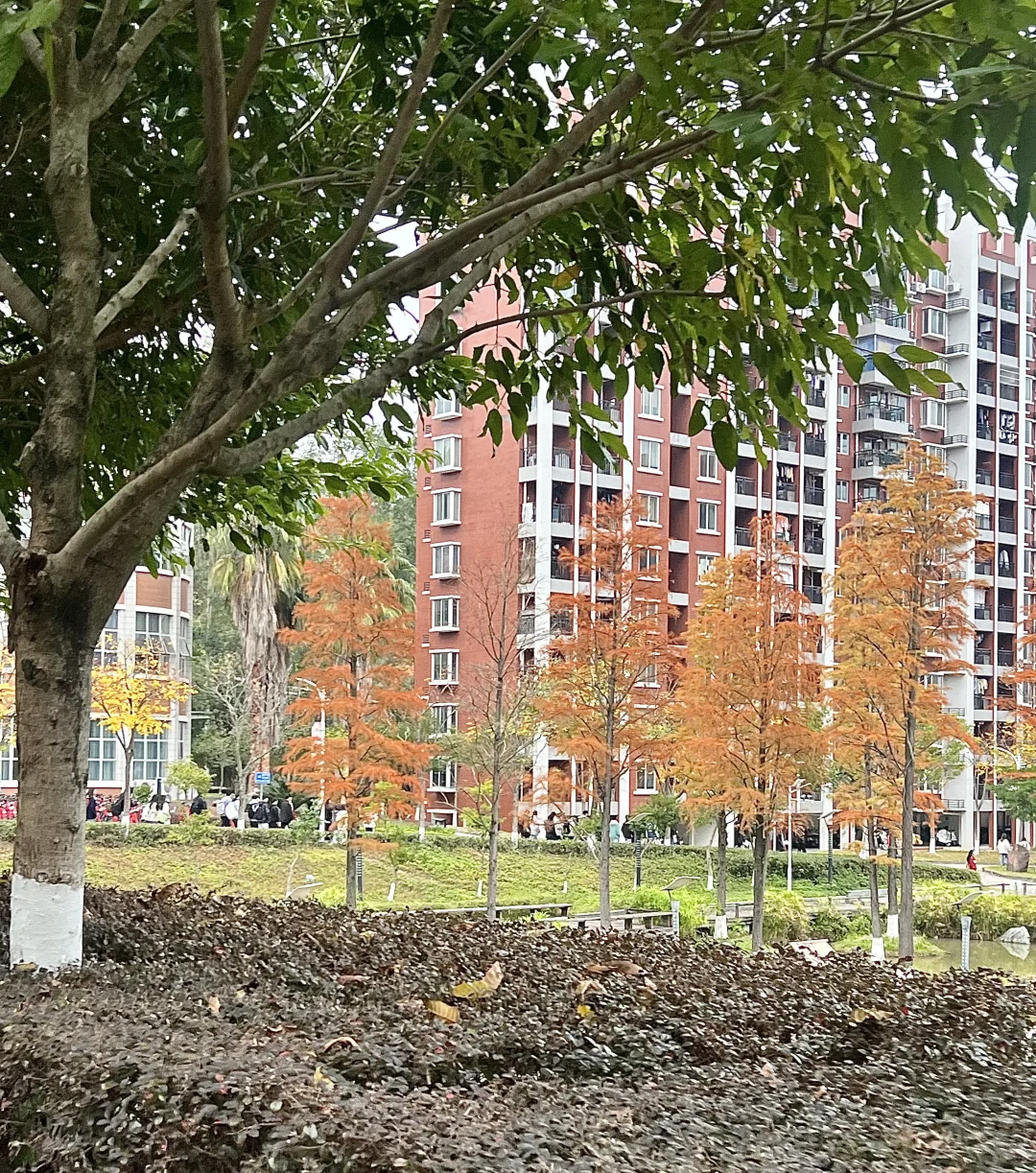 林职院好看的一些树