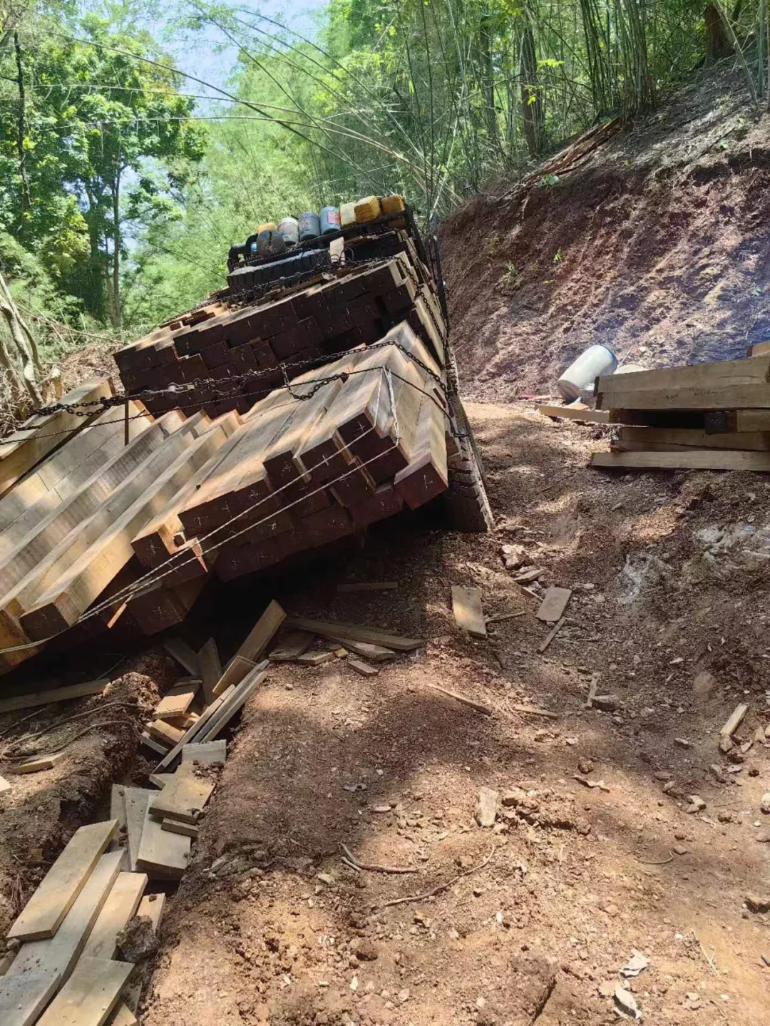 野生天然林缅甸柚木黑线料砍伐运输过程